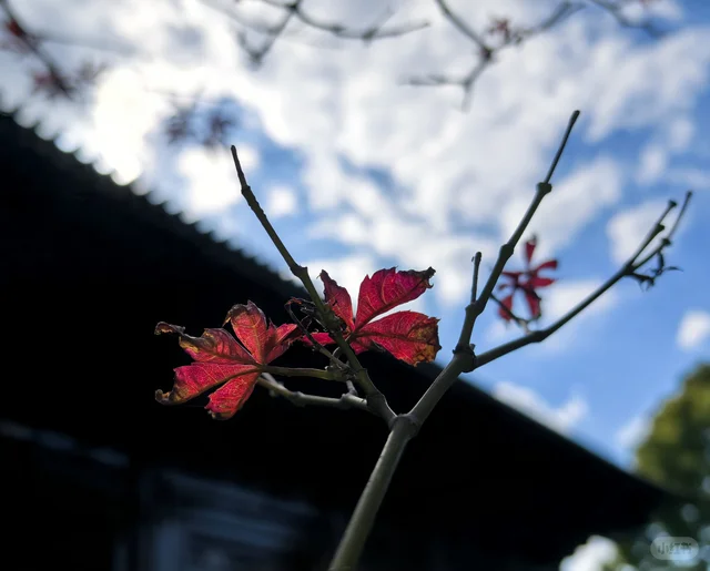 路过的发一张冬天里的花 秋天那些惊艳我的树叶 霜叶红于二月花 花开一抹红尽情的绽