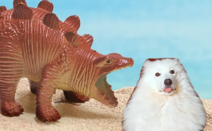 我那两个宝宝耶萨摩耶感受到了小狗的开心