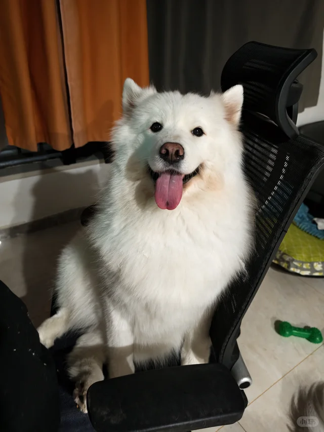 我那两个宝宝耶萨摩耶感受到了小狗的开心