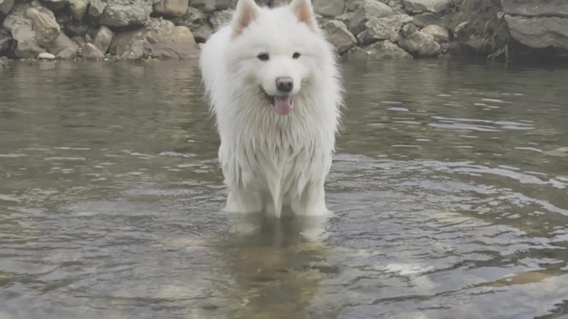 我那两个宝宝耶萨摩耶感受到了小狗的开心