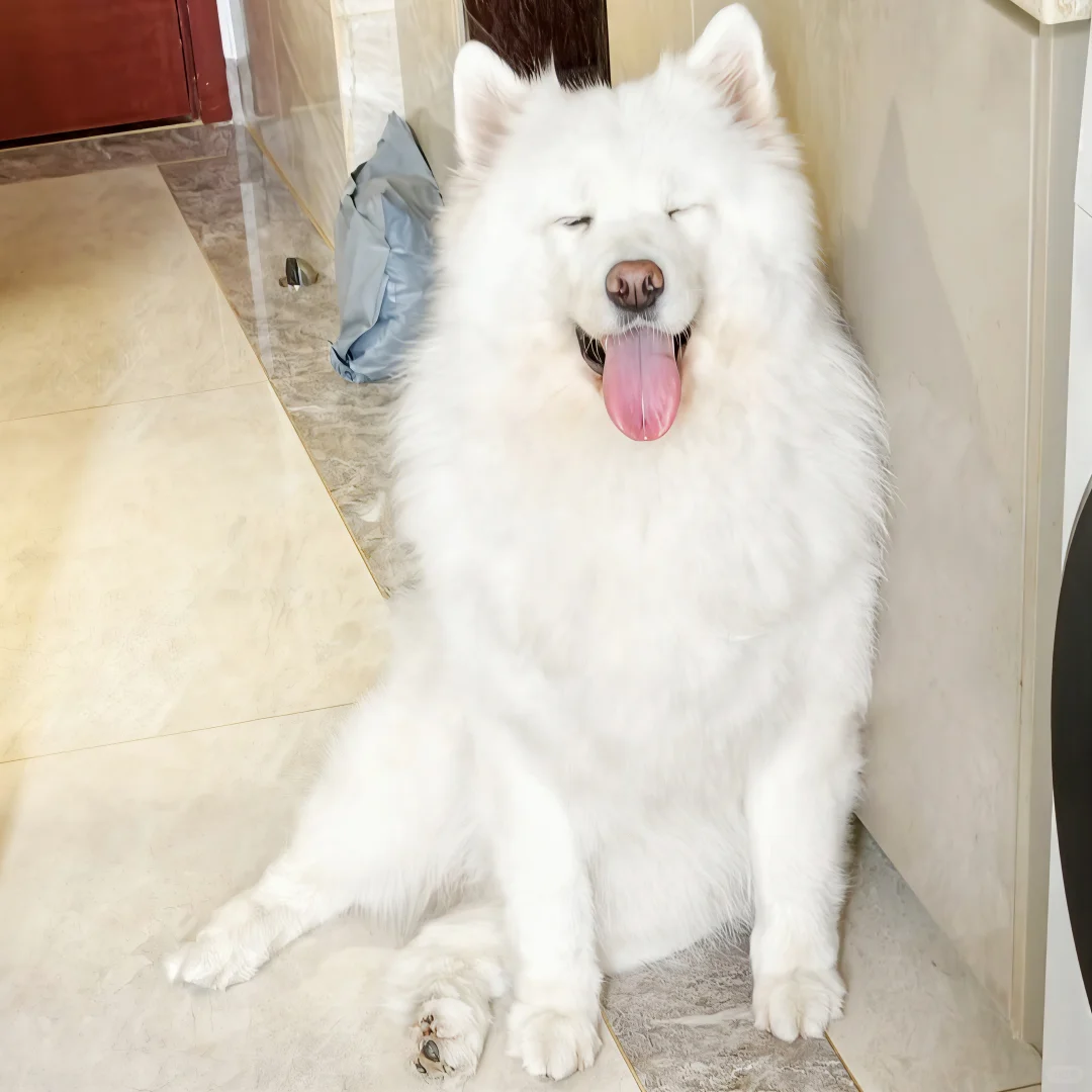 我那两个宝宝耶萨摩耶感受到了小狗的开心