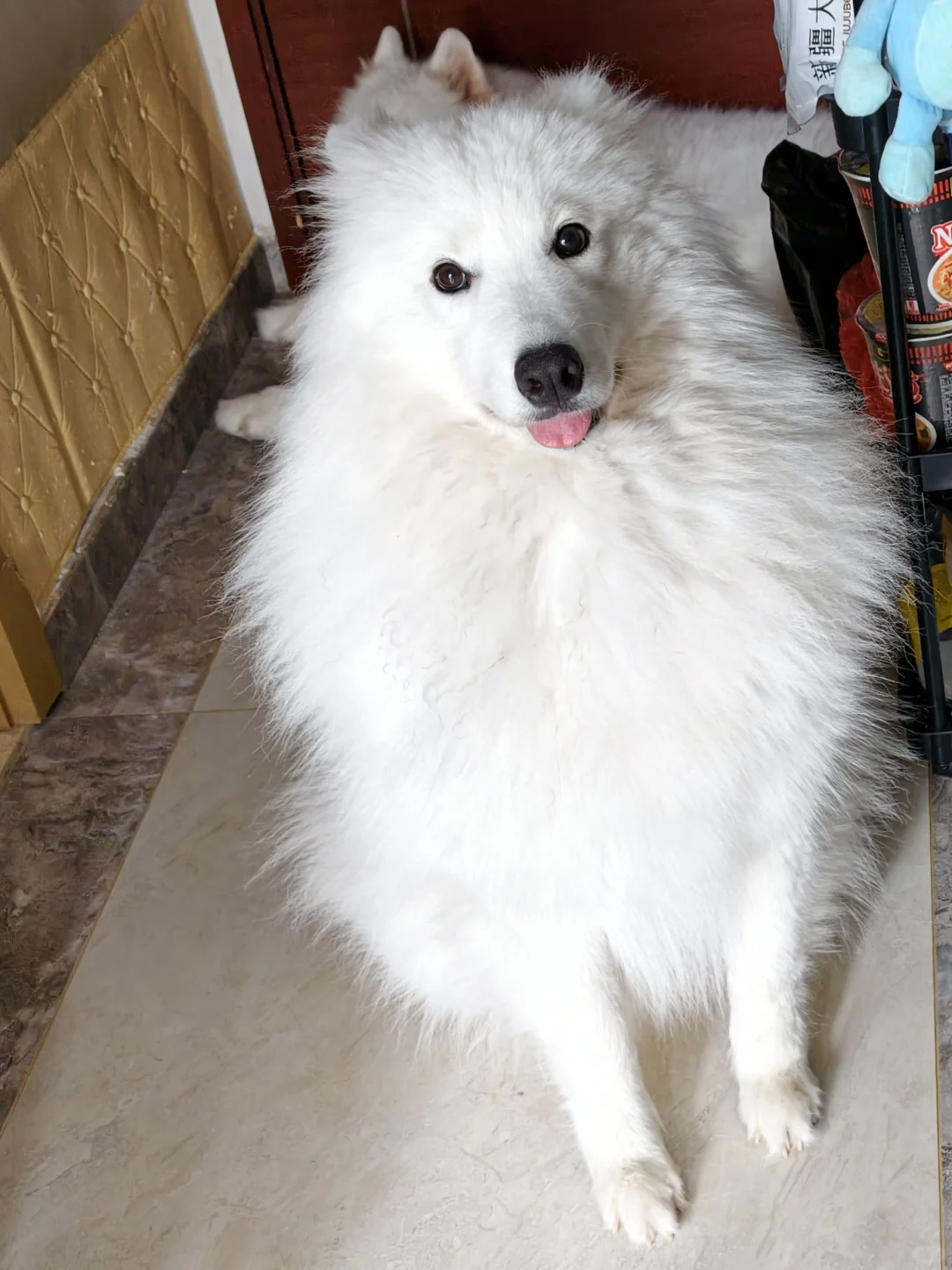 我那两个宝宝耶萨摩耶感受到了小狗的开心