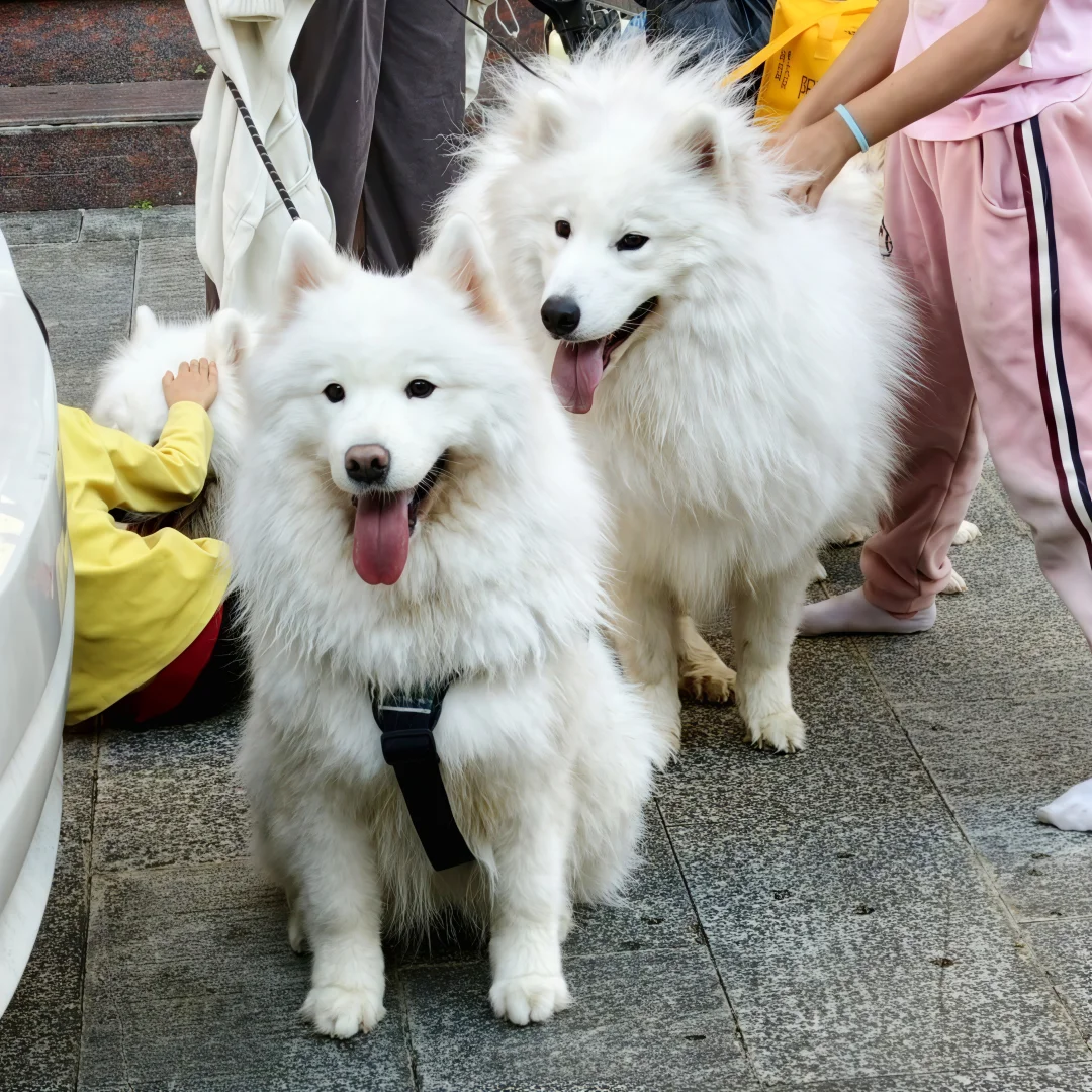 我那两个宝宝耶萨摩耶感受到了小狗的开心