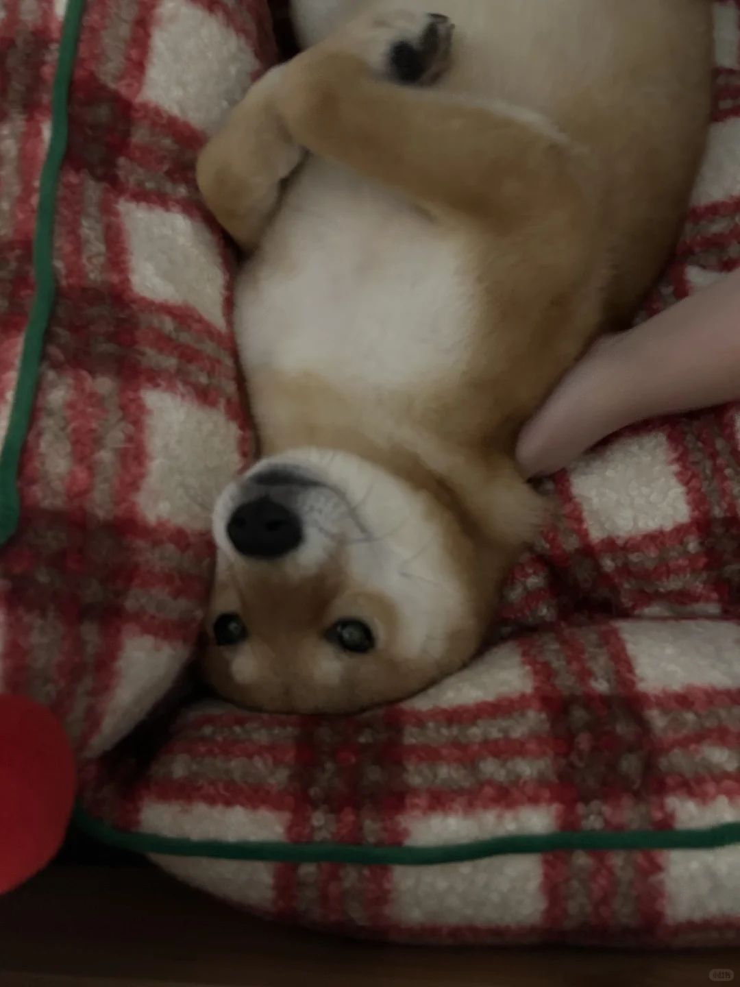 香香臭臭圣诞狗?