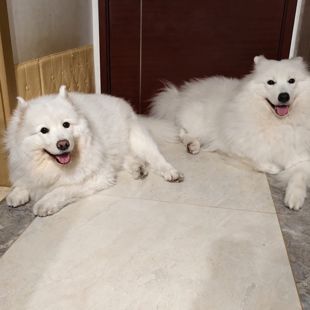 我那两个宝宝耶萨摩耶感受到了小狗的开心