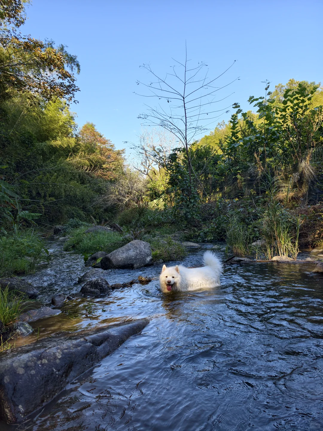 我那两个宝宝耶萨摩耶感受到了小狗的开心