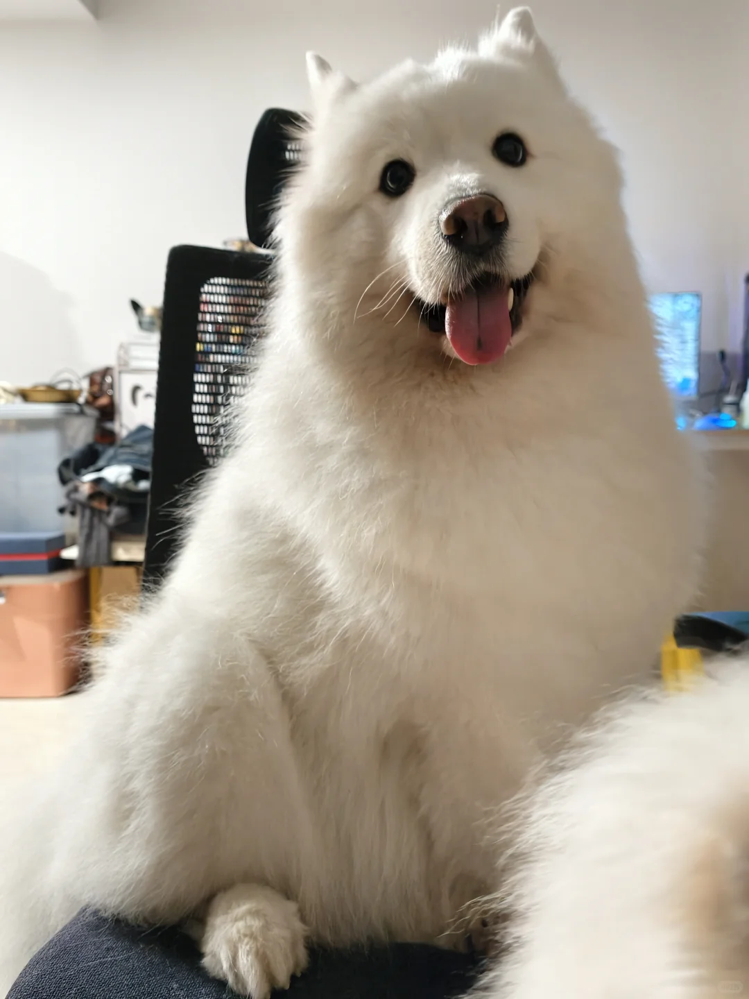 我那两个宝宝耶萨摩耶感受到了小狗的开心