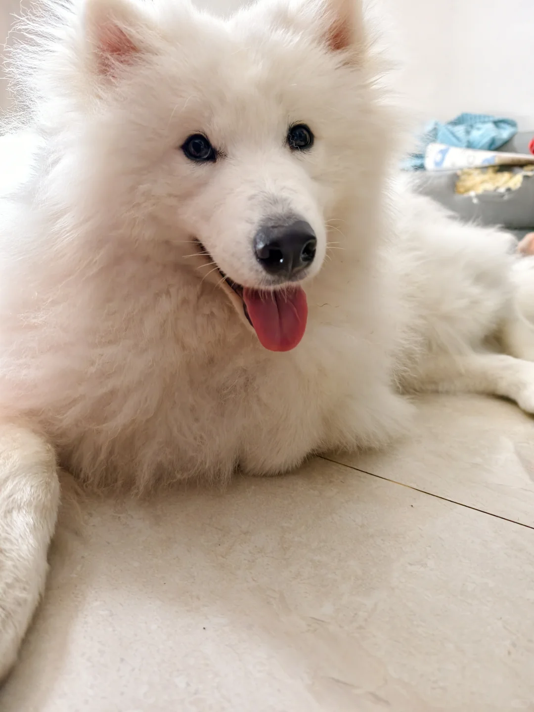 我那两个宝宝耶萨摩耶感受到了小狗的开心