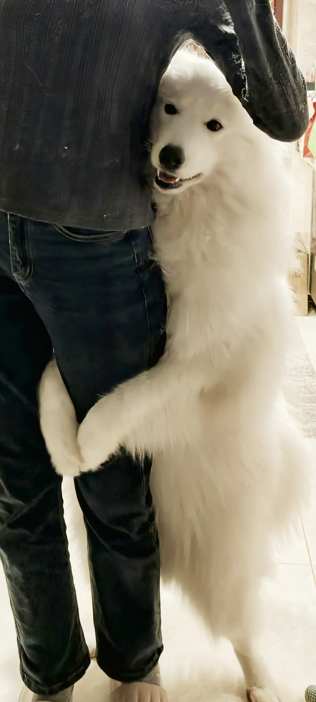 我那两个宝宝耶萨摩耶感受到了小狗的开心