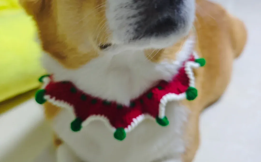 着急忙慌送出圣诞礼物