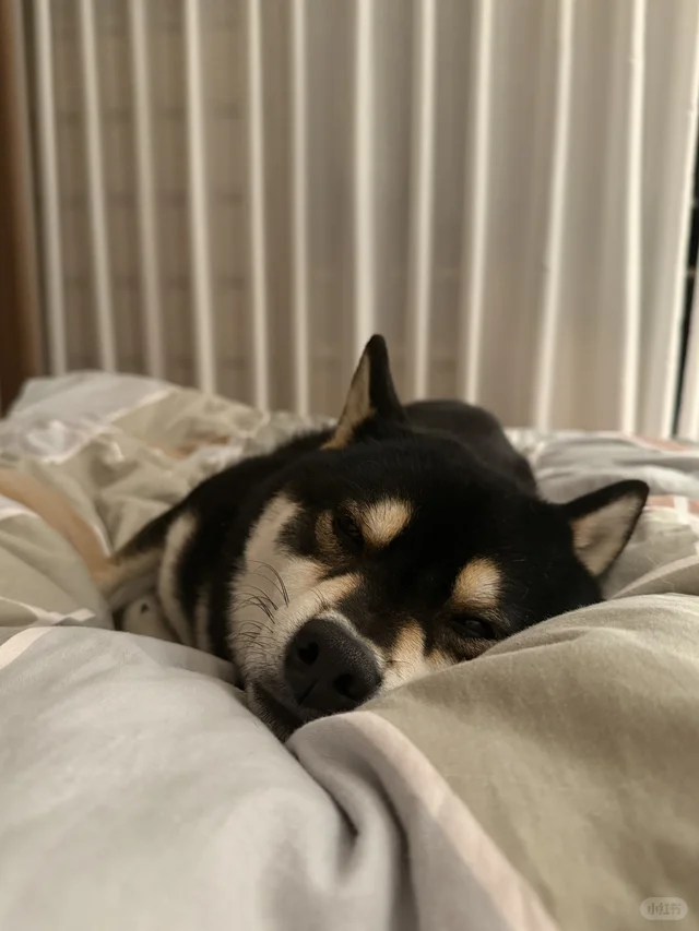 人类 我先睡了嗷