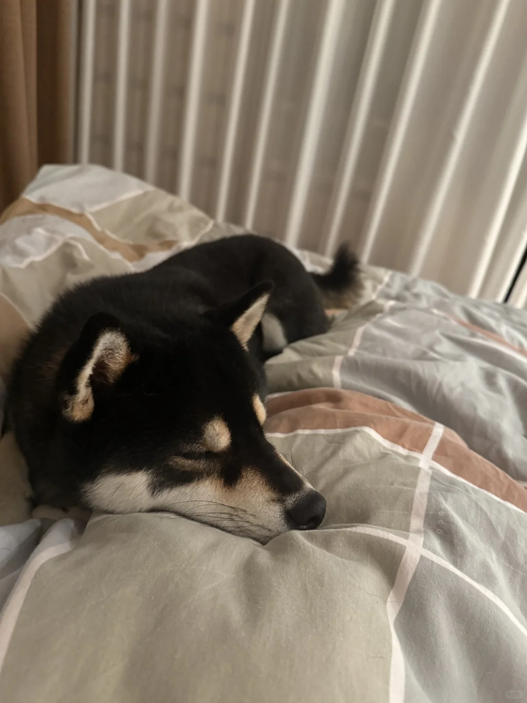 人类 我先睡了嗷