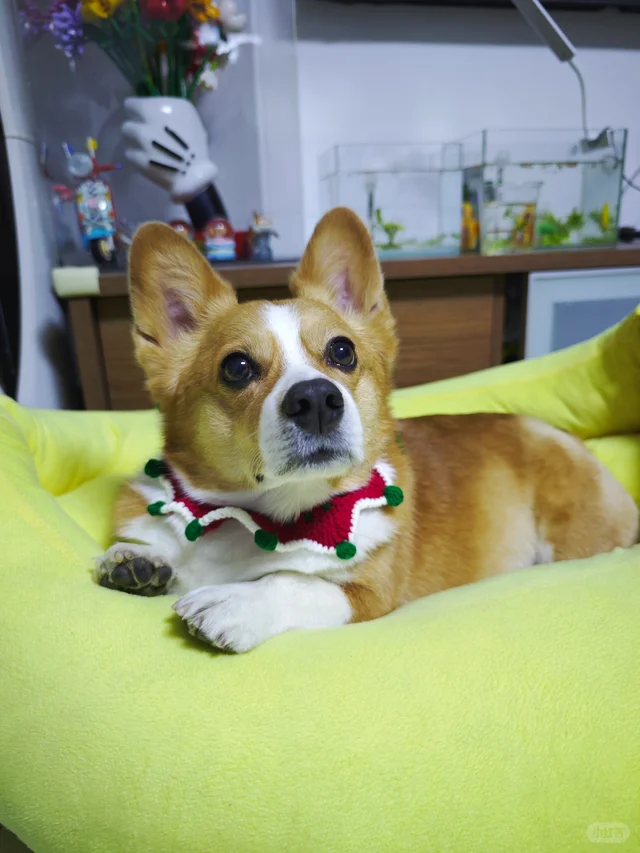 着急忙慌送出圣诞礼物