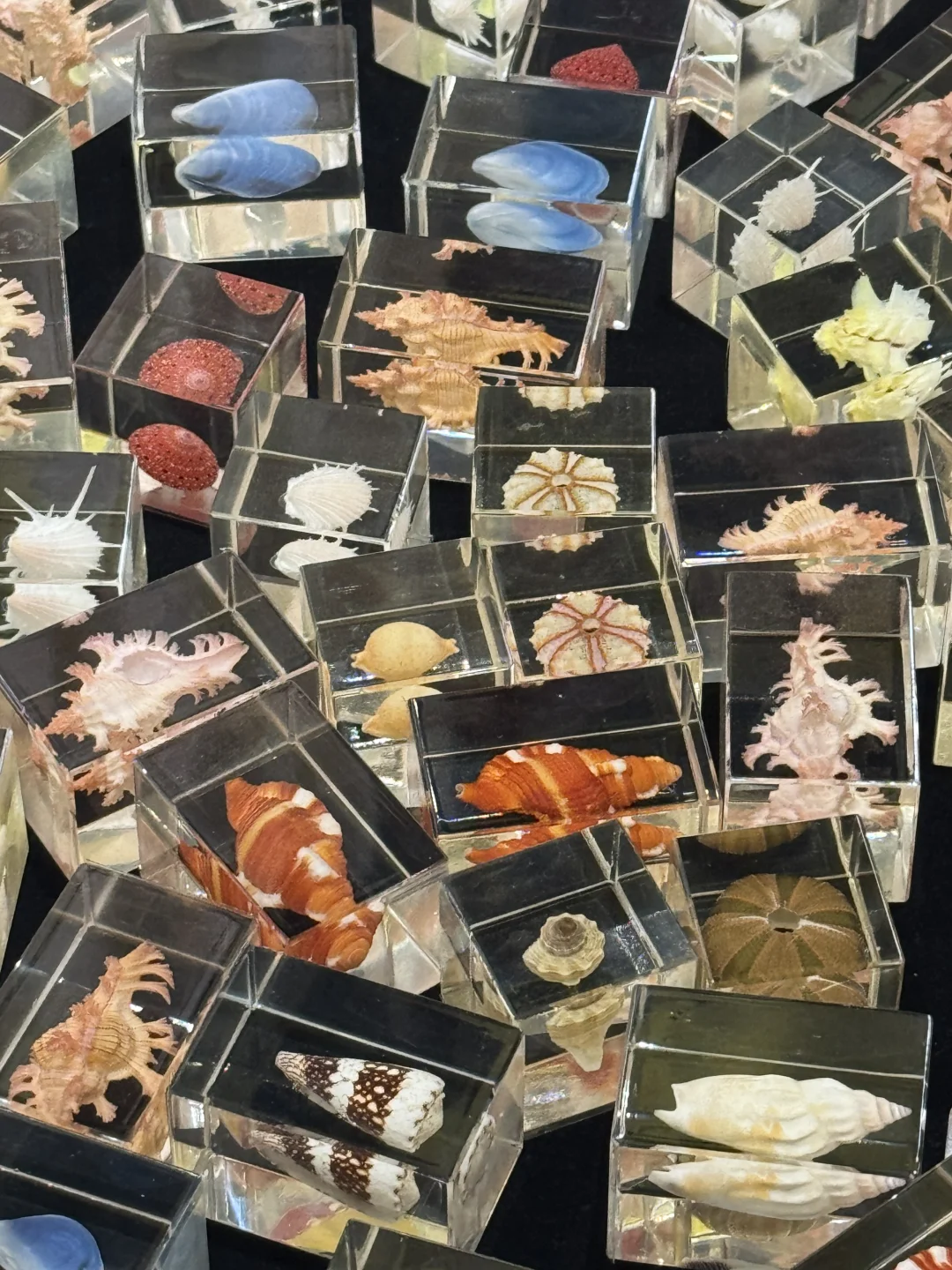 成都贝壳展！好多稀奇玩意儿！涨见识了