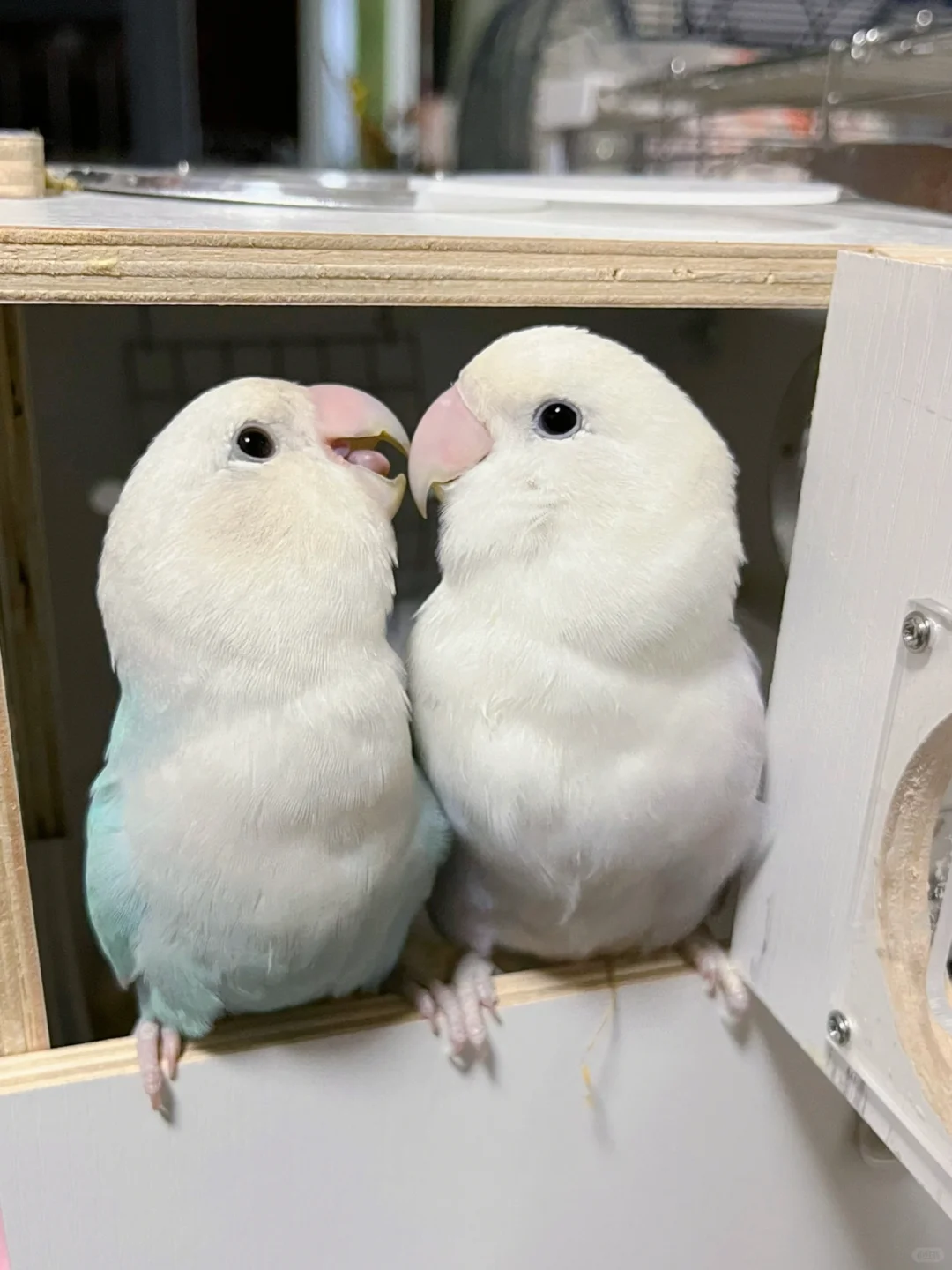 有孩子的家庭真的很难拒绝世宠会呀