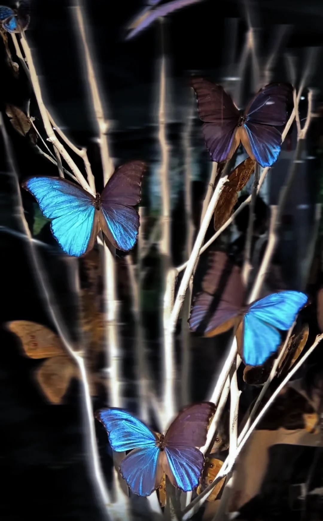 深圳蝴蝶展|是infp喜欢的蝴蝶?世界(免费)