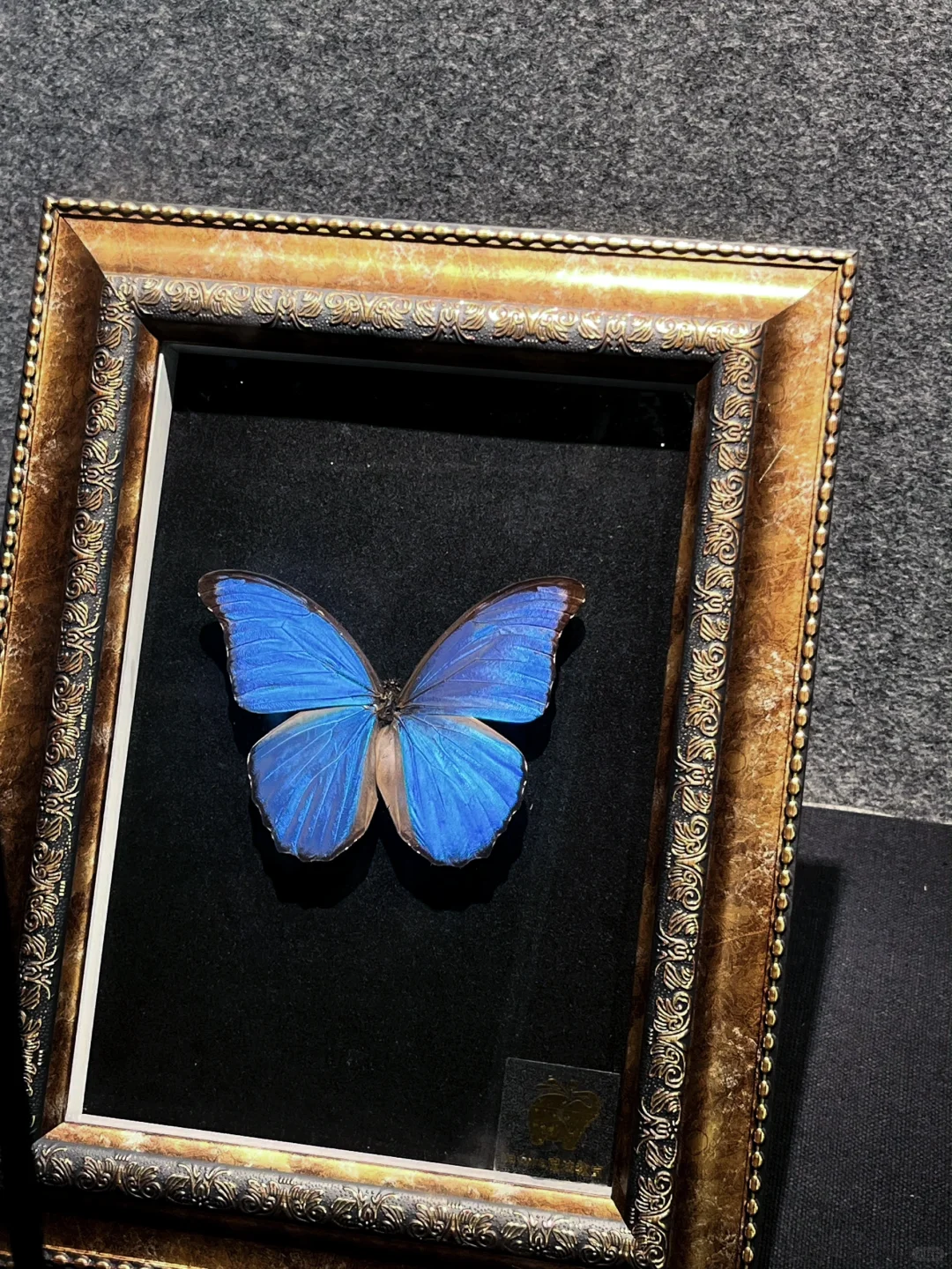 深圳蝴蝶展|是infp喜欢的蝴蝶?世界(免费)