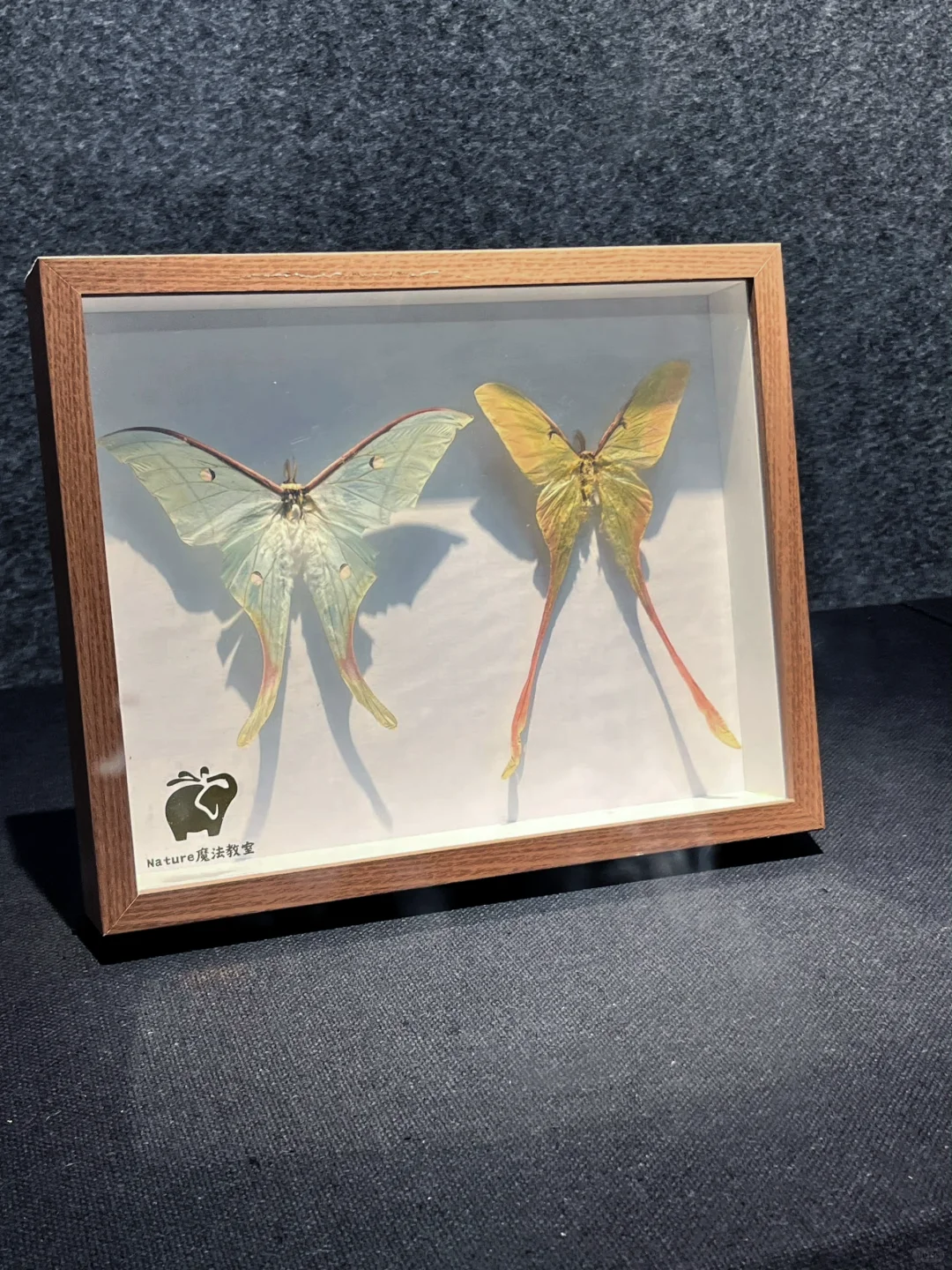 深圳蝴蝶展|是infp喜欢的蝴蝶?世界(免费)