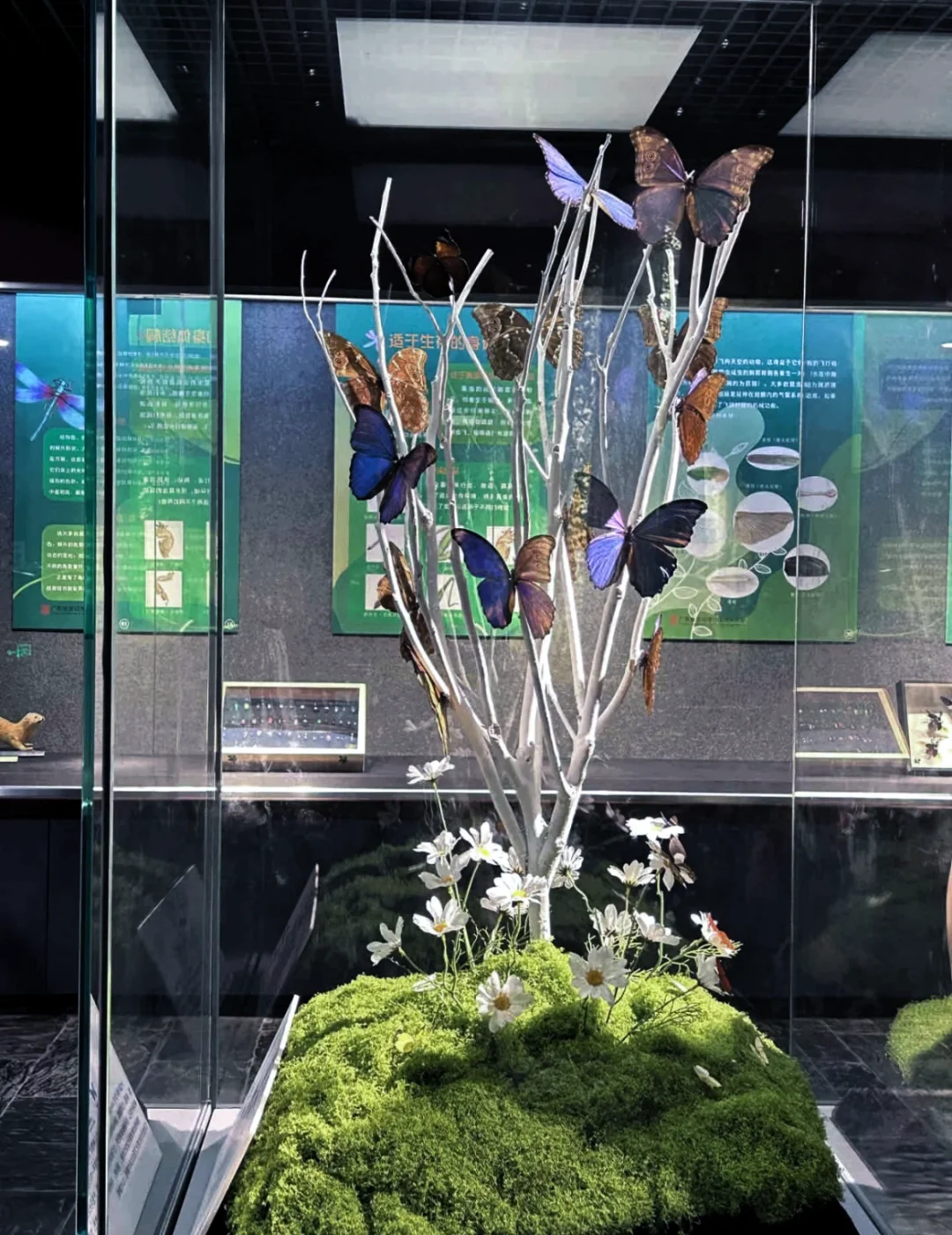深圳蝴蝶展|是infp喜欢的蝴蝶?世界(免费)