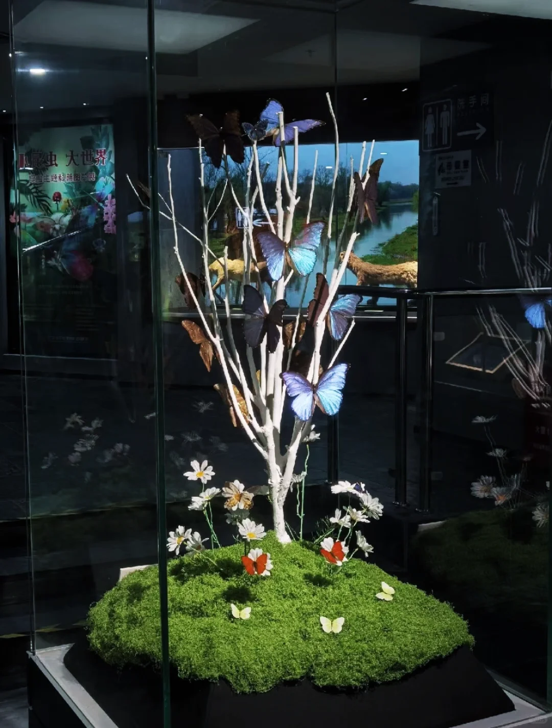 深圳蝴蝶展|是infp喜欢的蝴蝶?世界(免费)