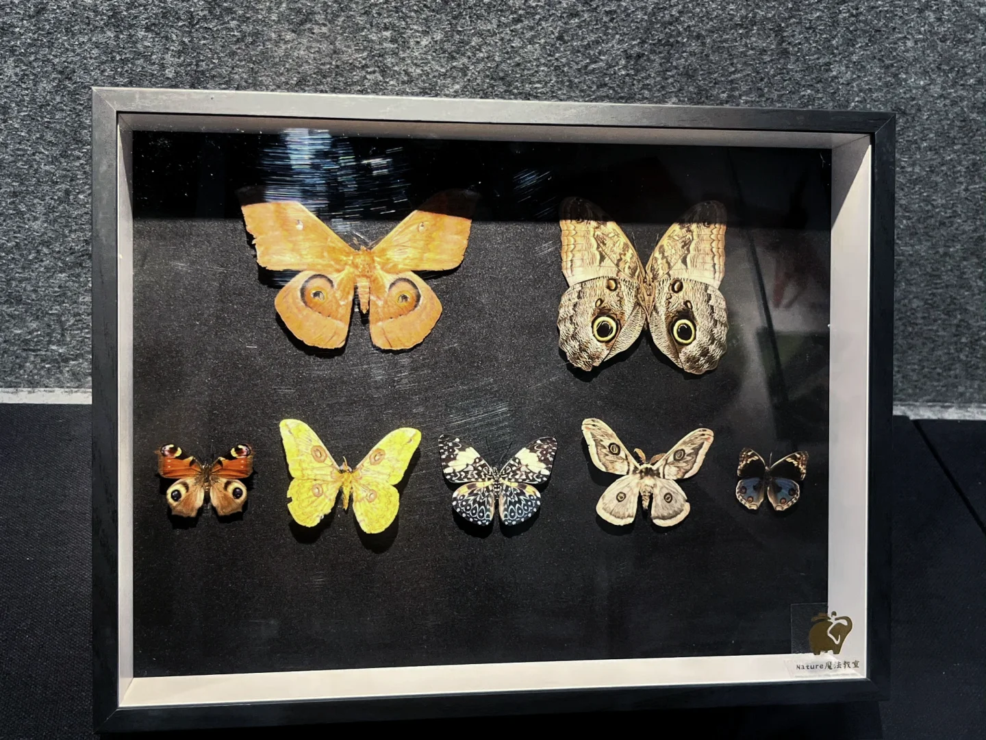 深圳蝴蝶展|是infp喜欢的蝴蝶?世界(免费)