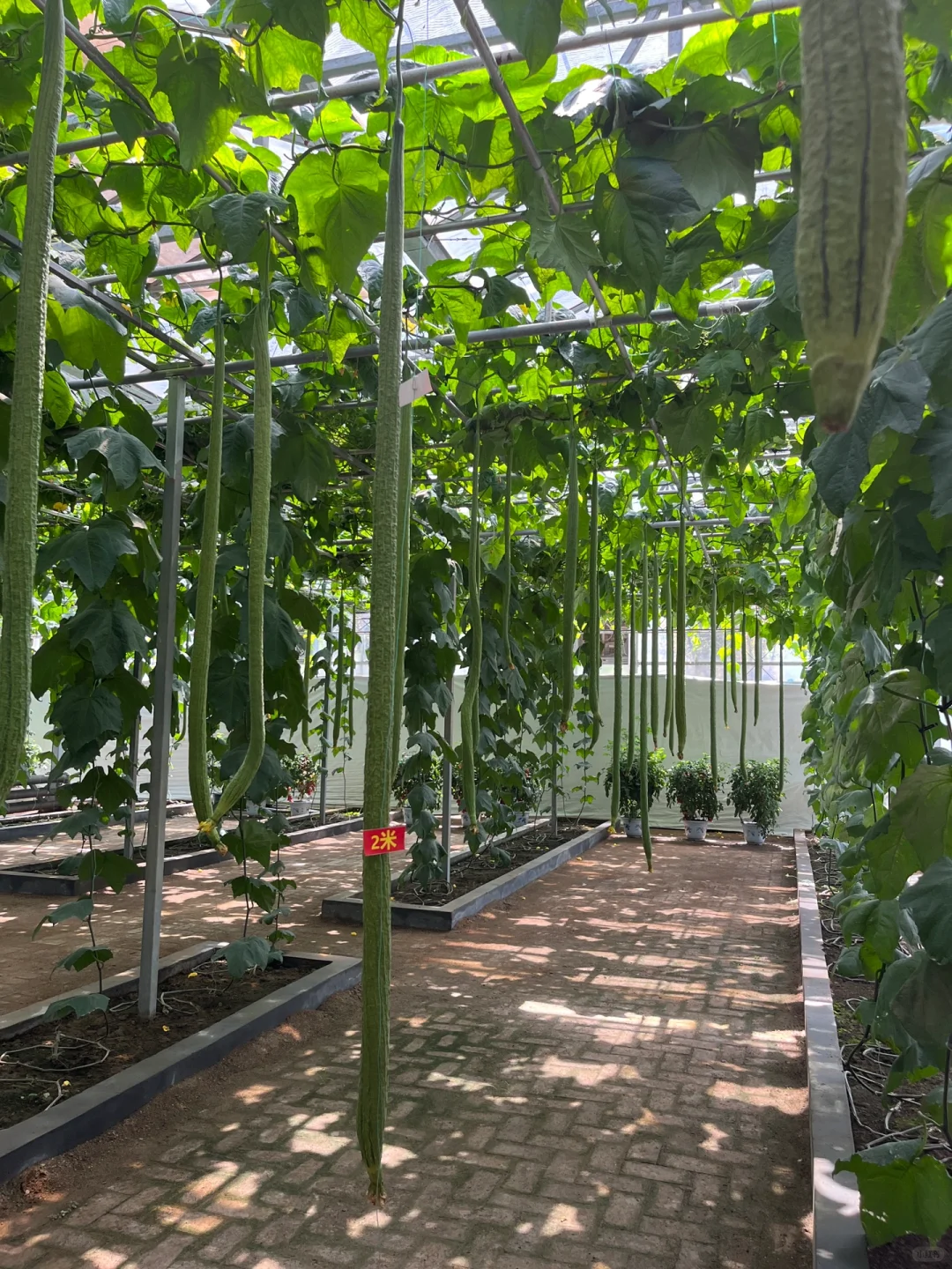 山东蔬菜博览会溜达一圈