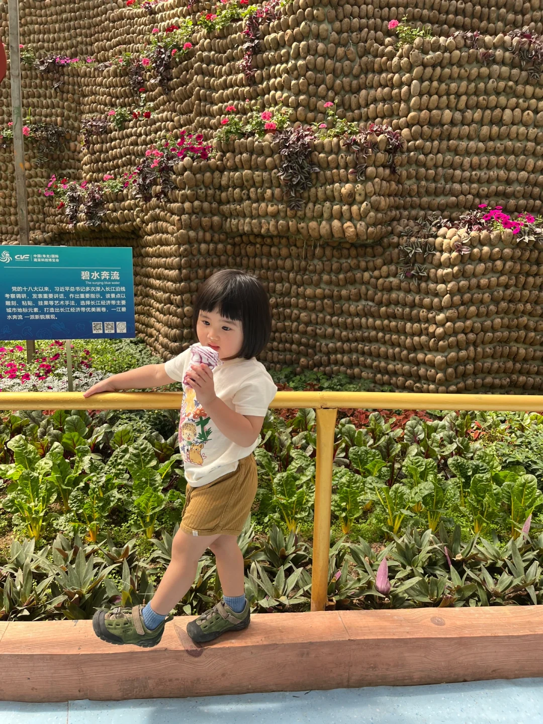 山东蔬菜博览会溜达一圈