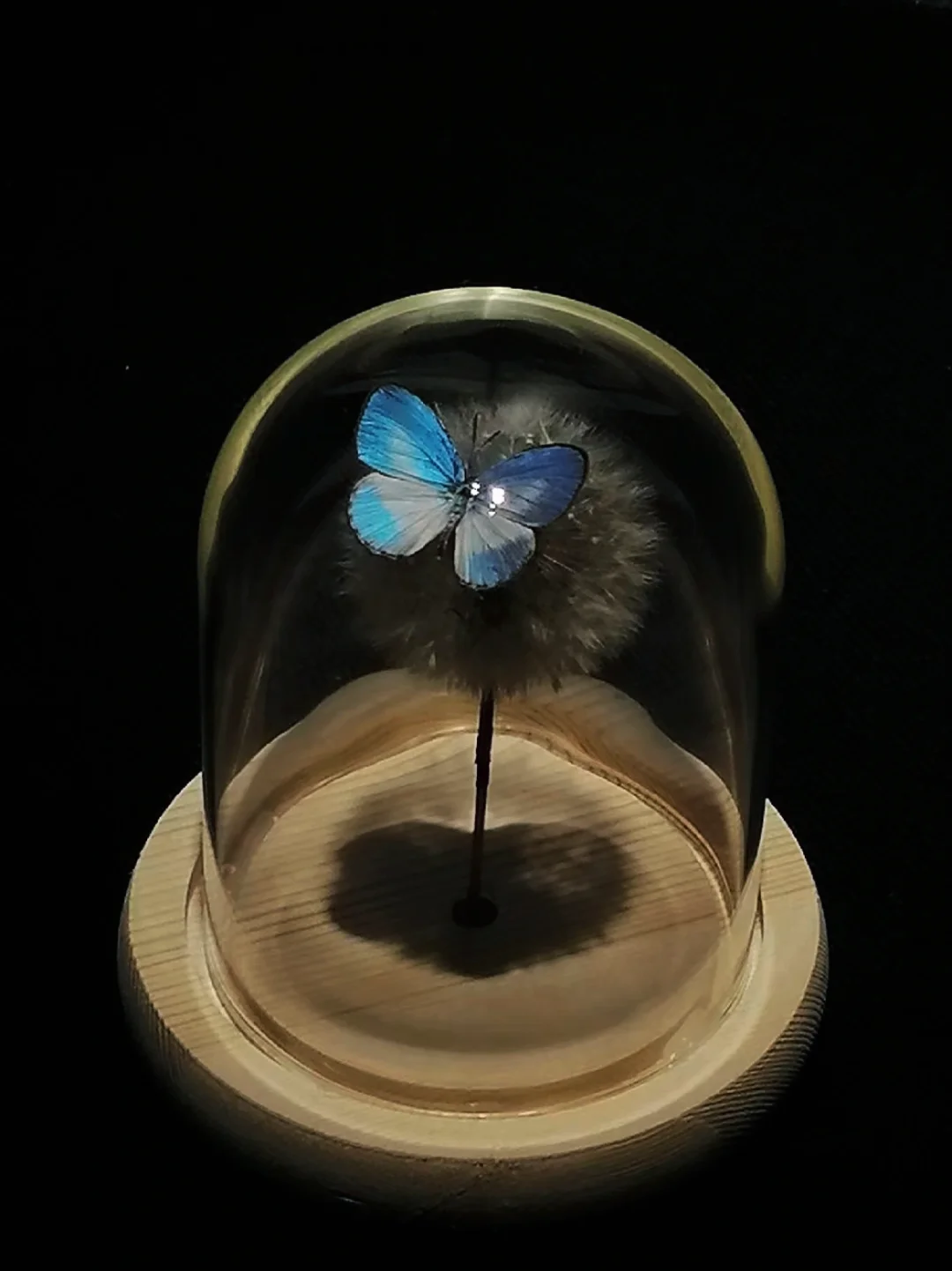 深圳蝴蝶展|是infp喜欢的蝴蝶?世界(免费)