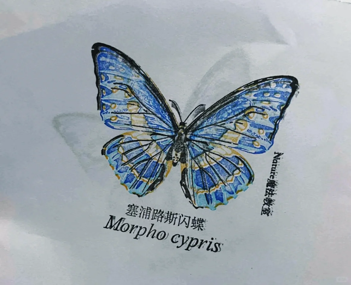 深圳蝴蝶展|是infp喜欢的蝴蝶?世界(免费)