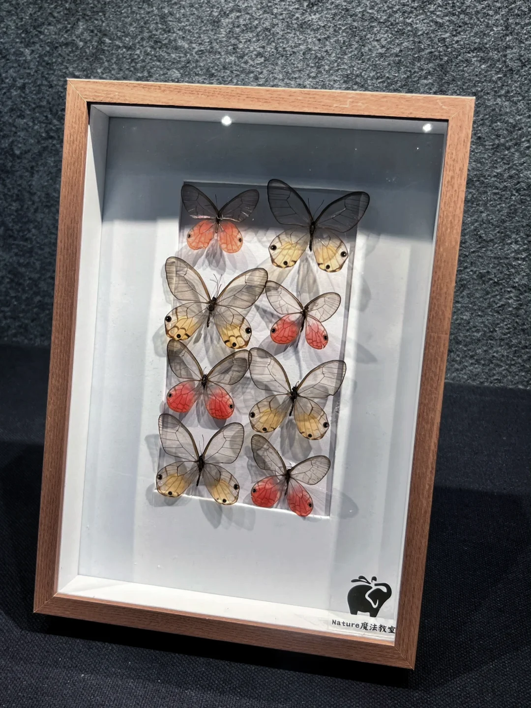 深圳蝴蝶展|是infp喜欢的蝴蝶?世界(免费)