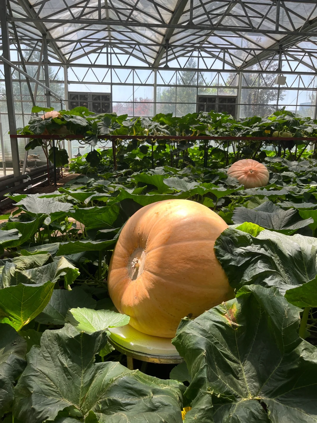 山东蔬菜博览会溜达一圈