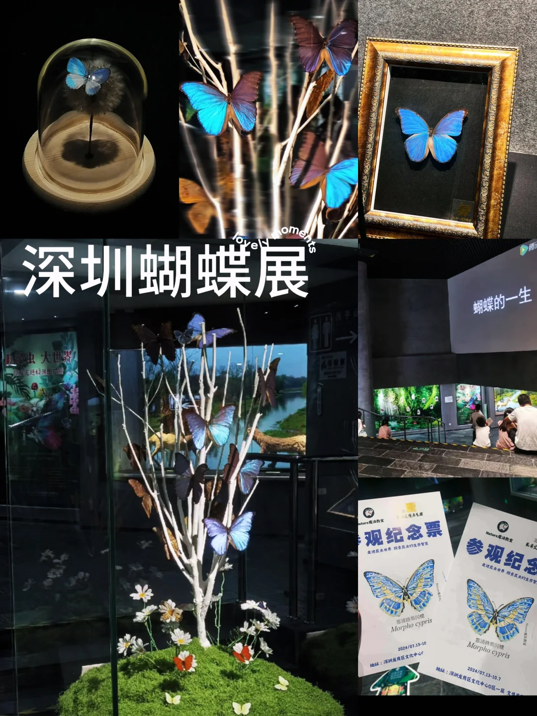 深圳蝴蝶展|是infp喜欢的蝴蝶?世界(免费)