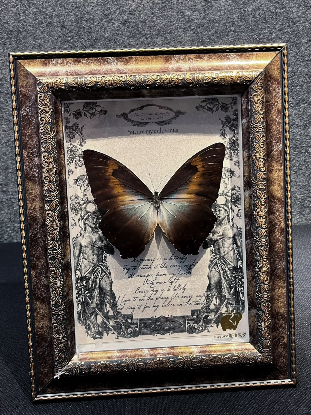 深圳蝴蝶展|是infp喜欢的蝴蝶?世界(免费)