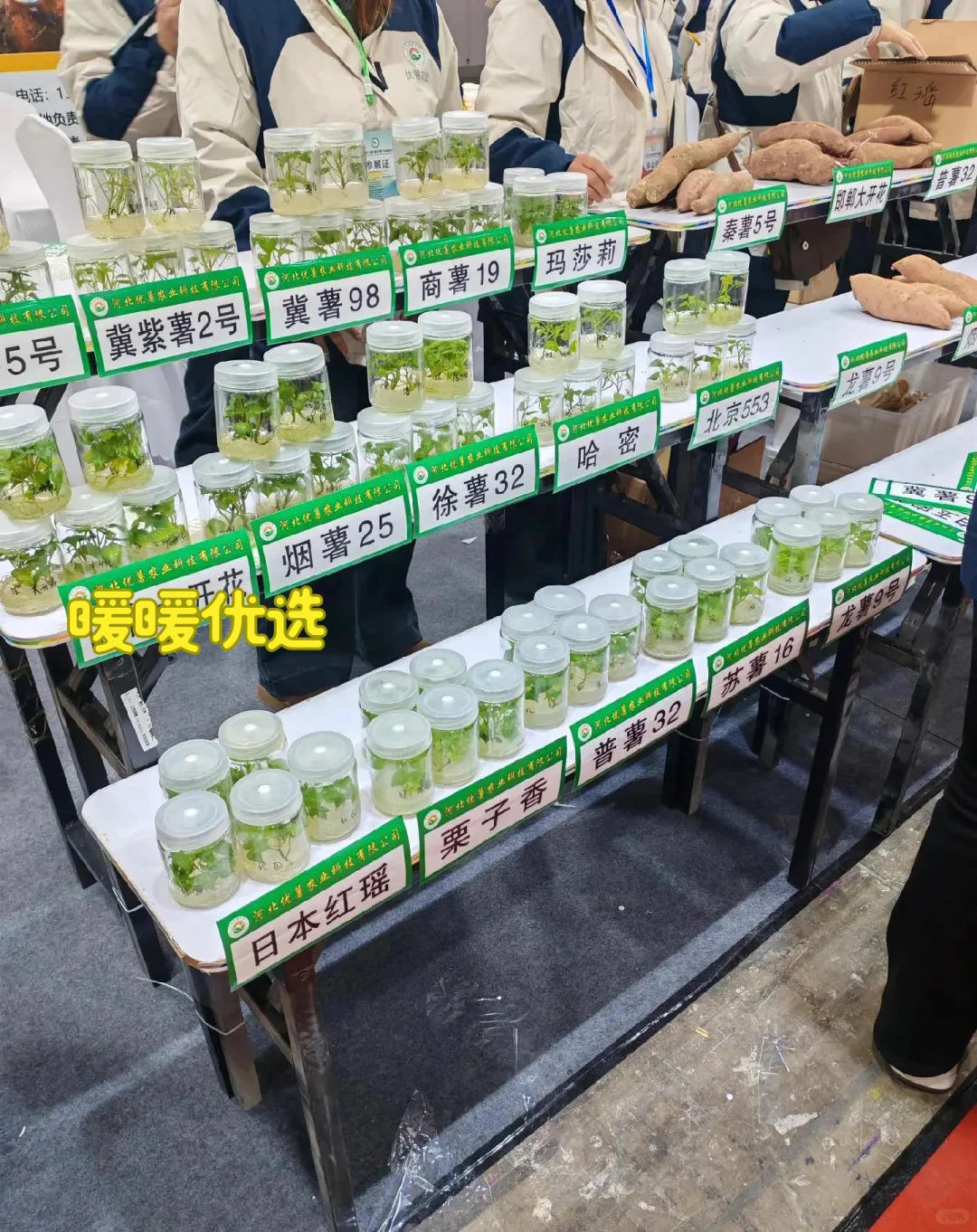 受邀参加第六届中国甘薯博览会