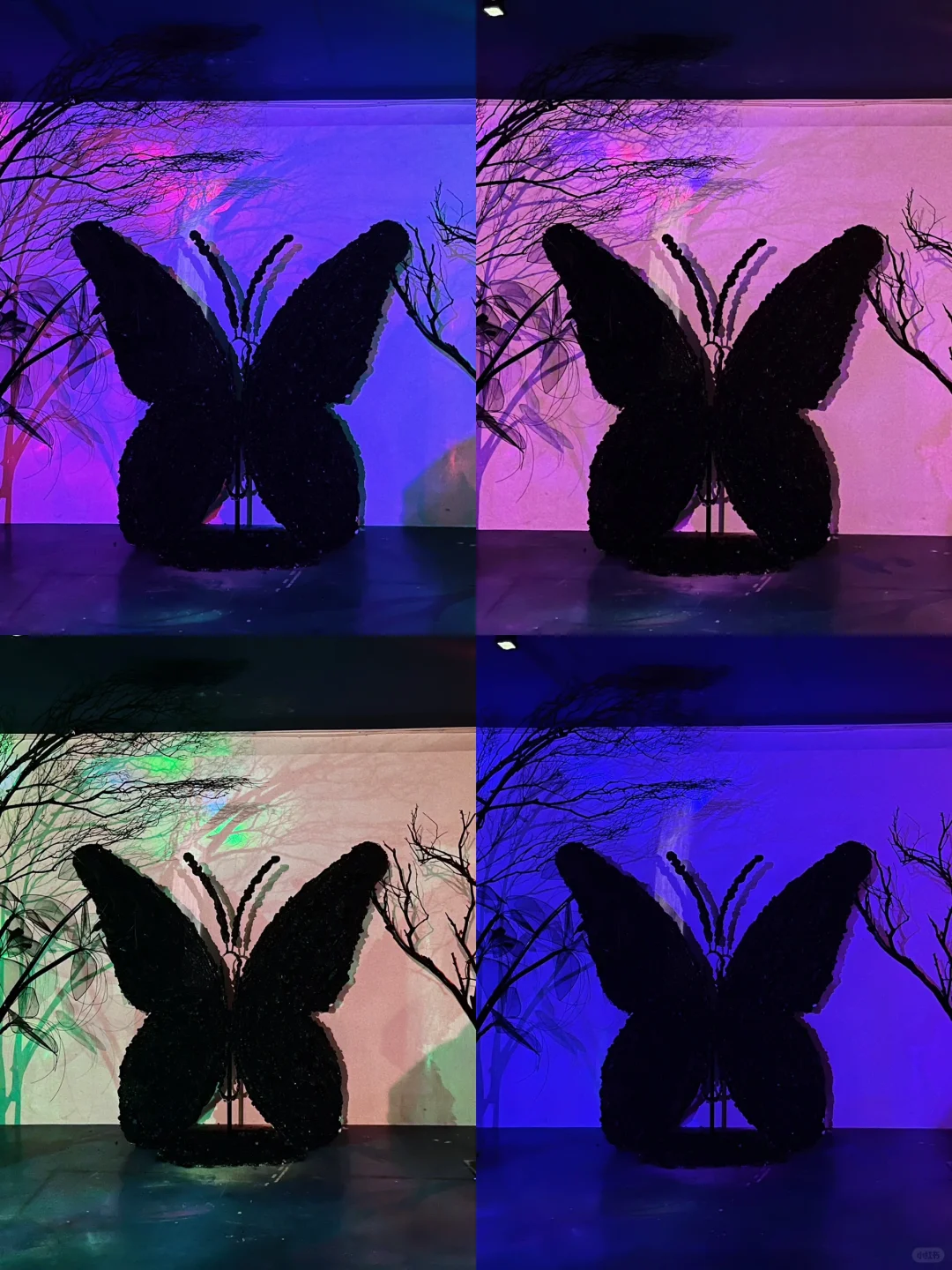 成都新展丨巨新！巨型白蛇超好拍！