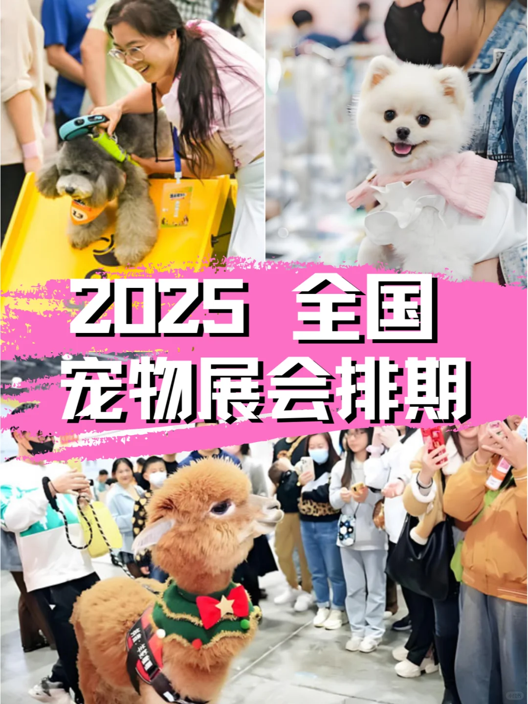 2025年全国宠物展会时间排期及详细信息汇总