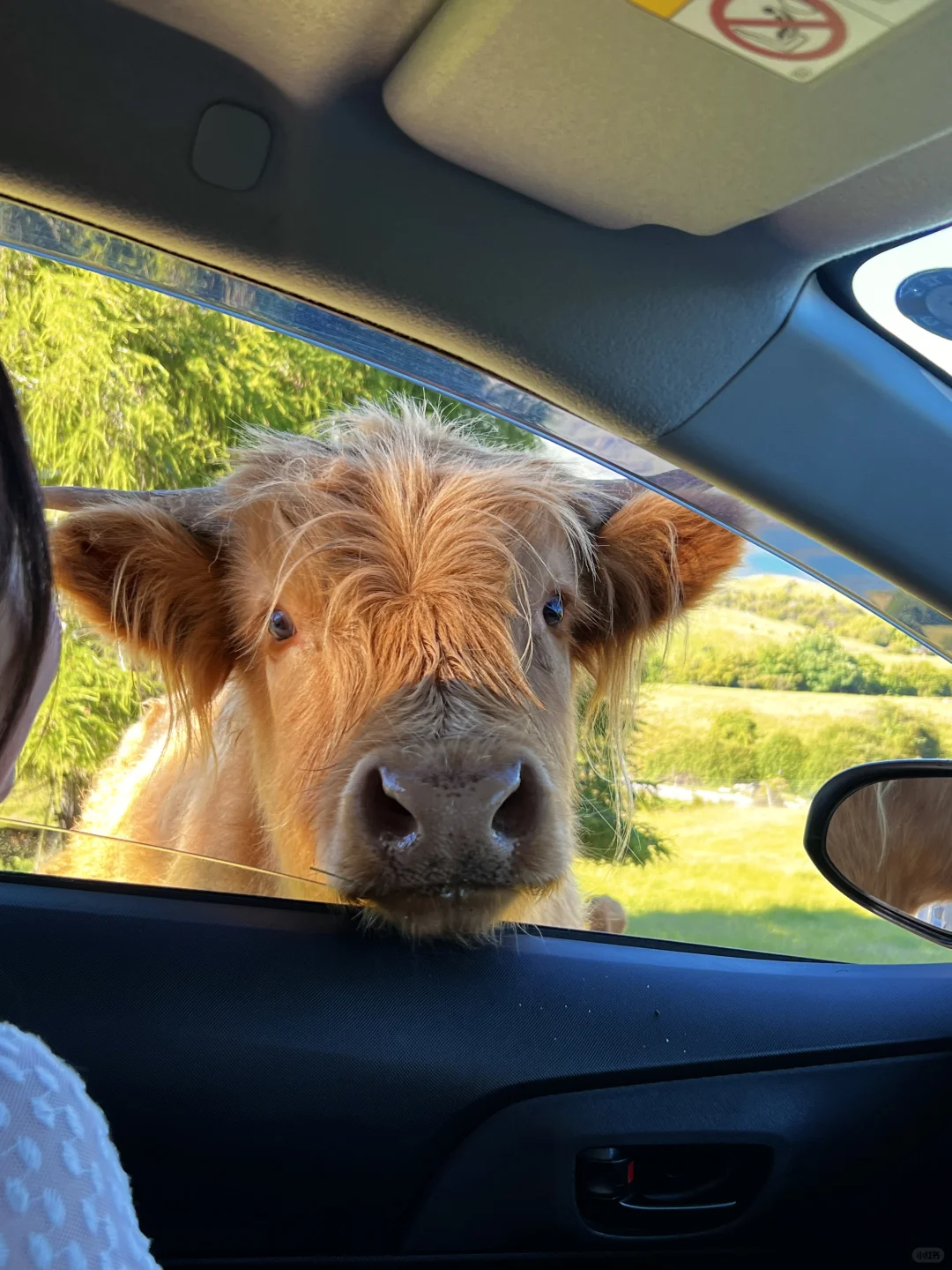 被新西兰治愈过的瞬间～这才是live图的意义