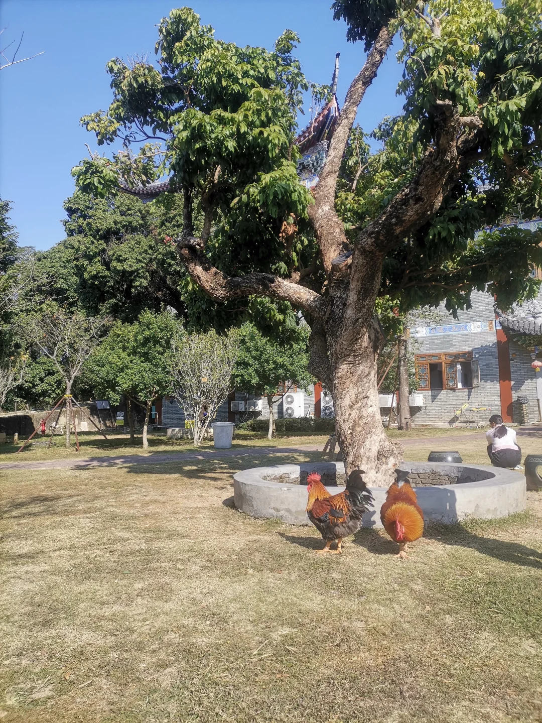 不像大鹏所城民宿的九澍 转型民宿+