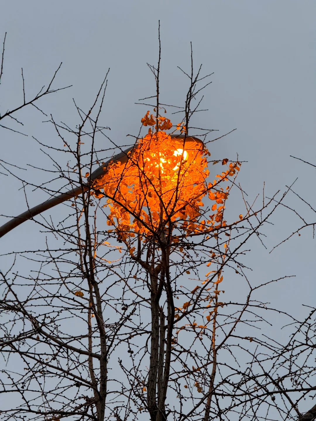 路灯是树的衰老延缓器