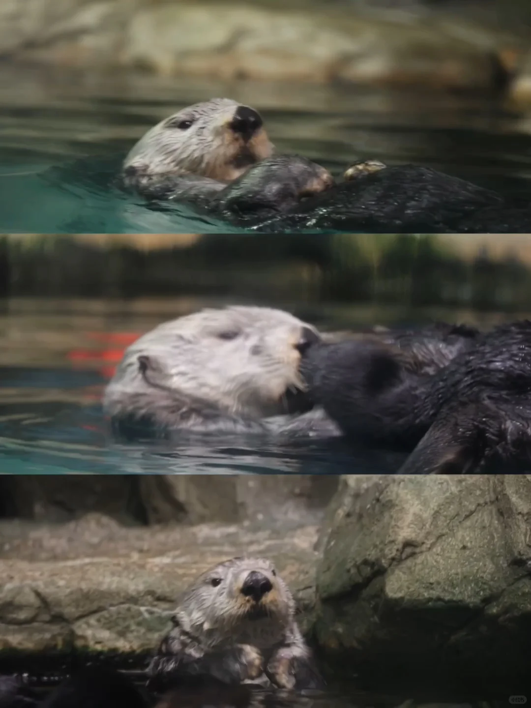 海獭Riro去世｜从此亚洲仅剩两只海獭