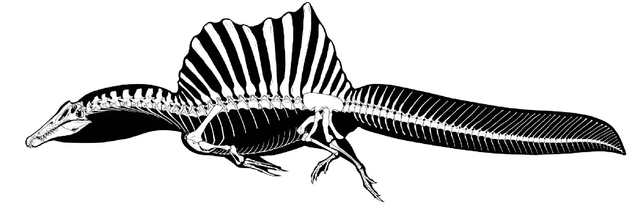 可能是目前已知最长的食肉恐龙--棘龙