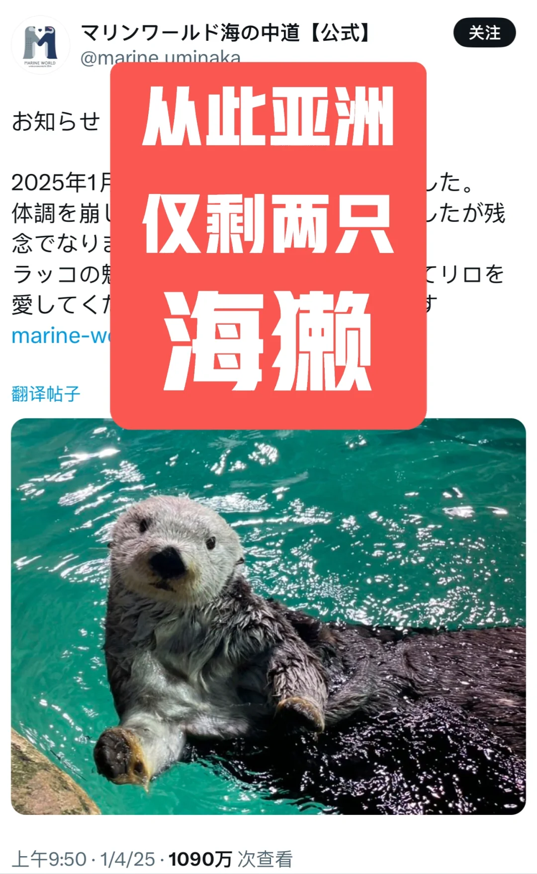 海獭Riro去世｜从此亚洲仅剩两只海獭