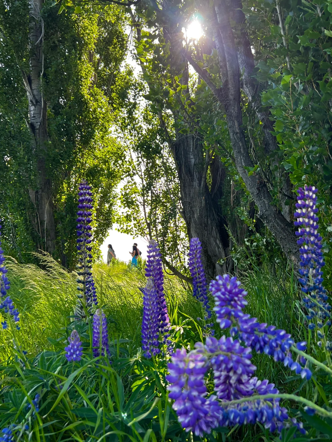 被新西兰治愈过的瞬间～这才是live图的意义