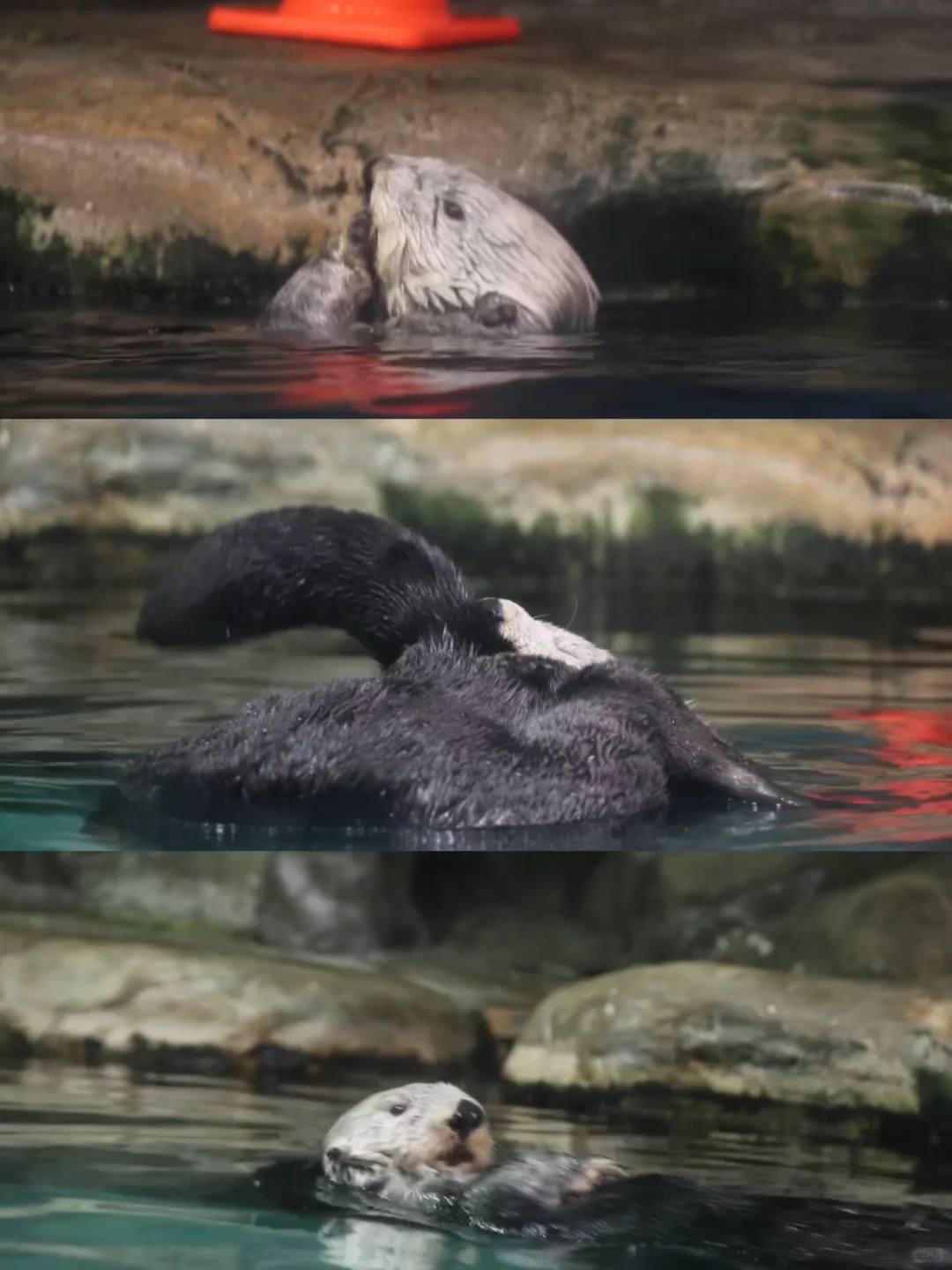 海獭Riro去世｜从此亚洲仅剩两只海獭