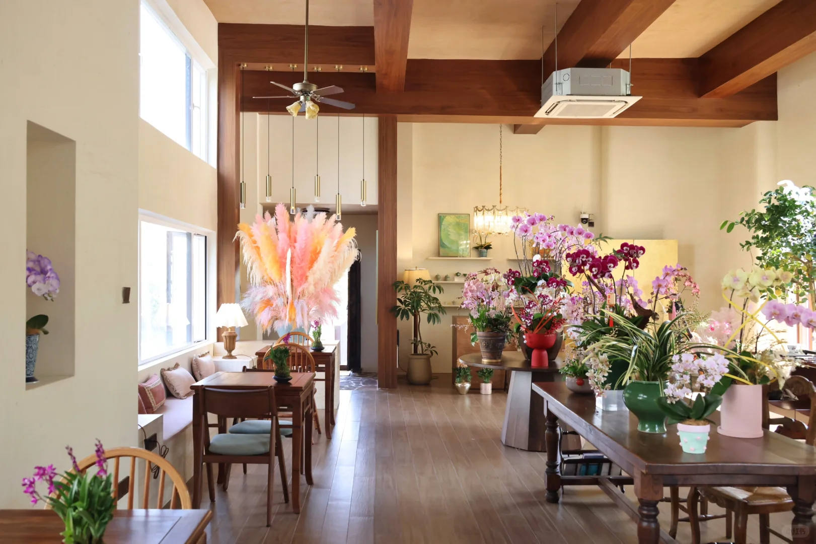 办一场蝴蝶兰展