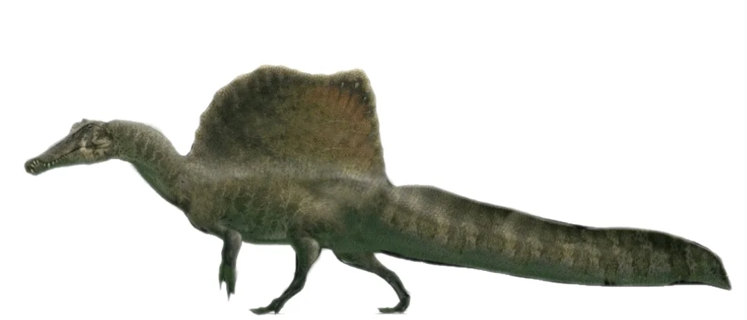 可能是目前已知最长的食肉恐龙--棘龙