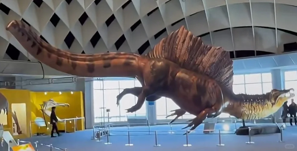 可能是目前已知最长的食肉恐龙--棘龙