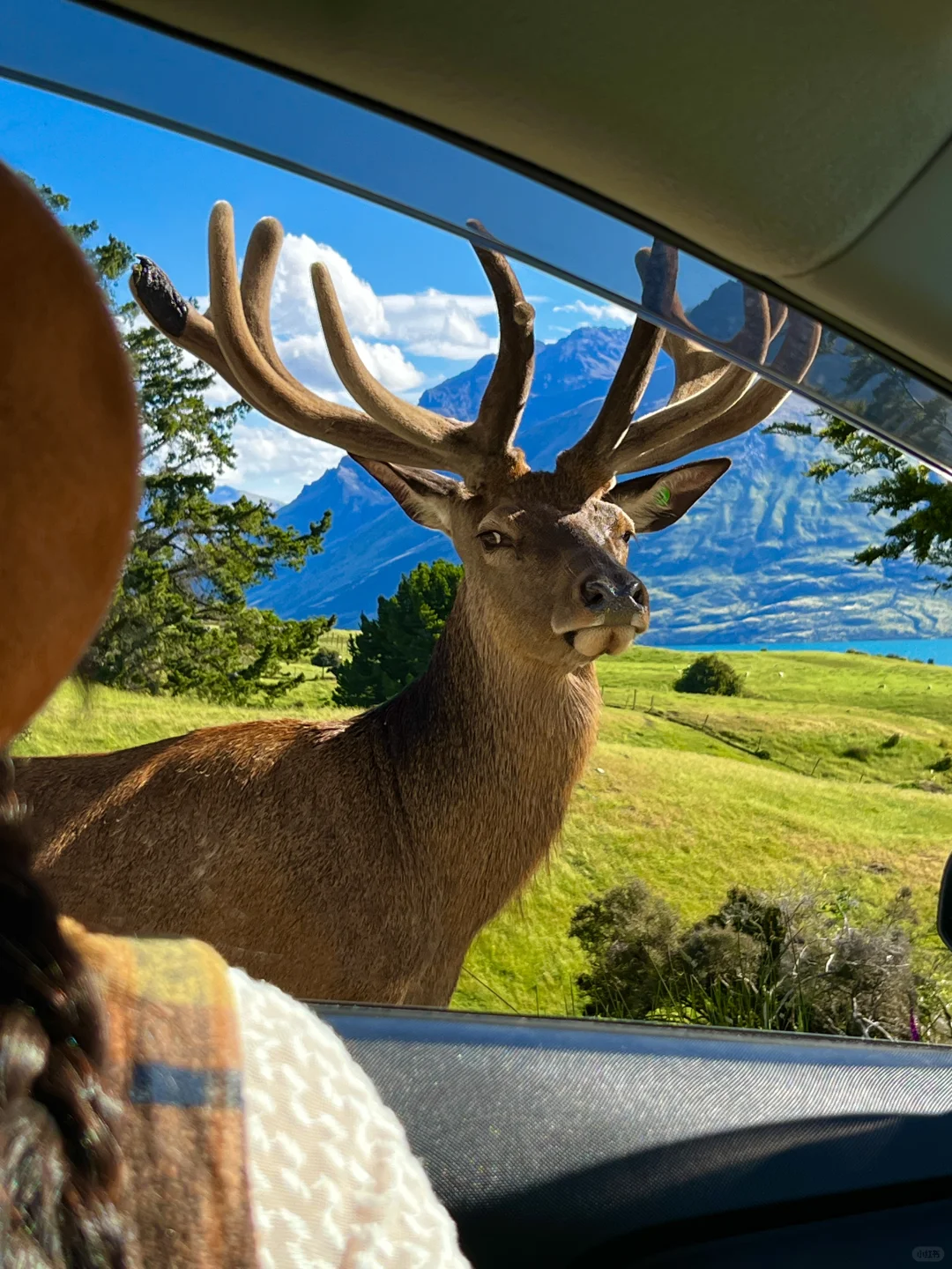 被新西兰治愈过的瞬间～这才是live图的意义