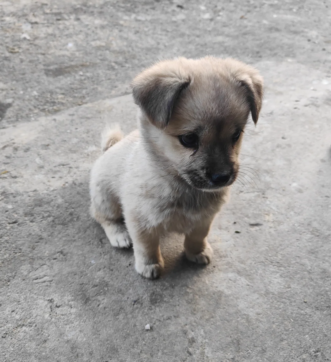 爸爸在网上一百多块钱买的狗