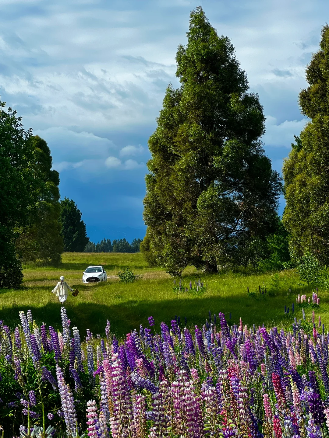 被新西兰治愈过的瞬间～这才是live图的意义